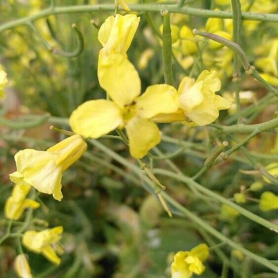 Brassica cretica Flower