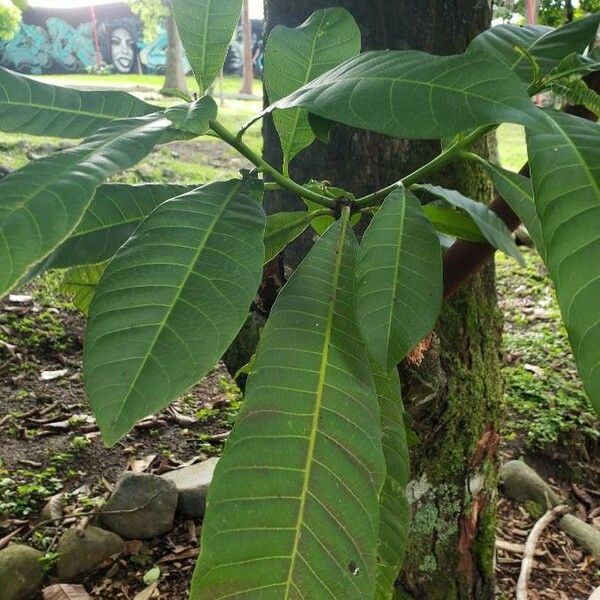 Anacardium excelsum Foglia