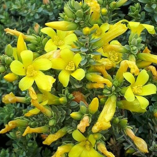 Hypericum aegypticum Flower