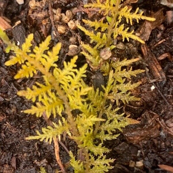 Pityrogramma calomelanos Leaf