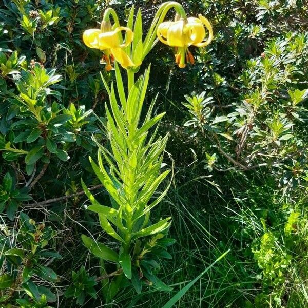 Lilium pyrenaicum Flower