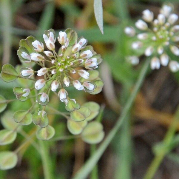 Noccaea perfoliata Blomst