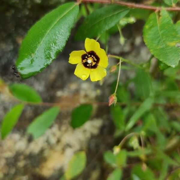 Tuberaria guttata Flower