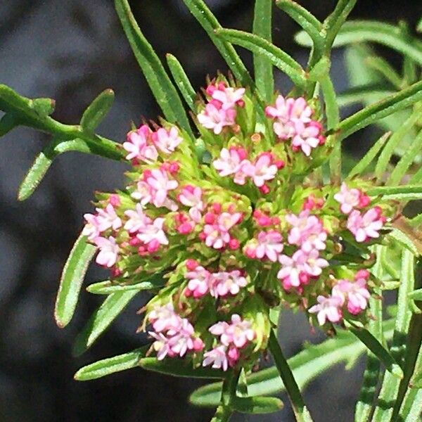 Valeriana calcitrapae Flower