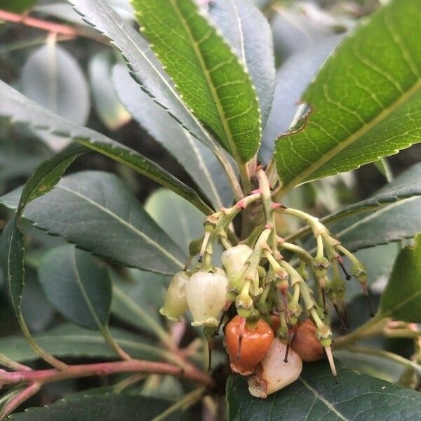 Arbutus unedo 花