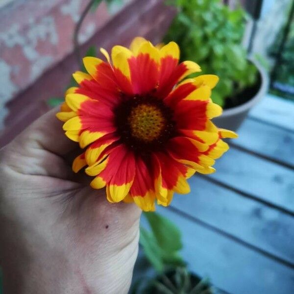 Gaillardia × grandiflora Çiçek