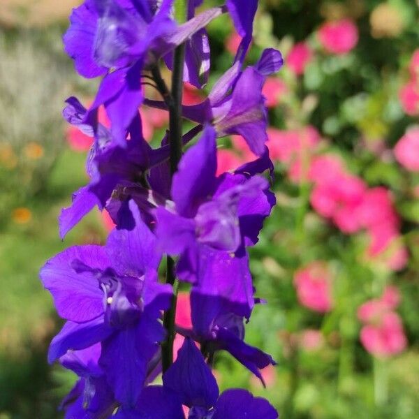 Delphinium ajacis Flower