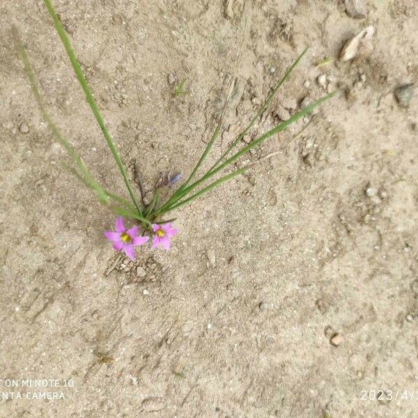 Romulea rosea Blüte