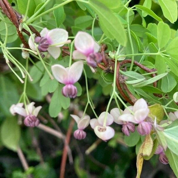 Akebia quinata Flower