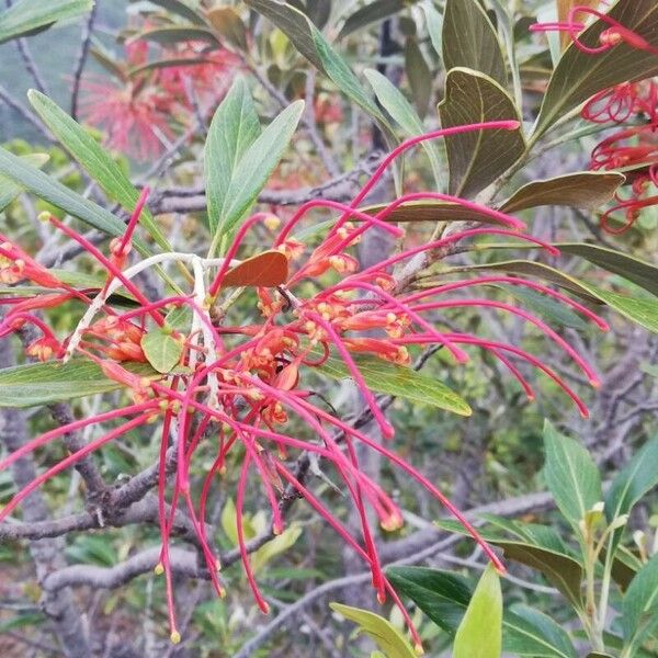 Grevillea banksii Кветка