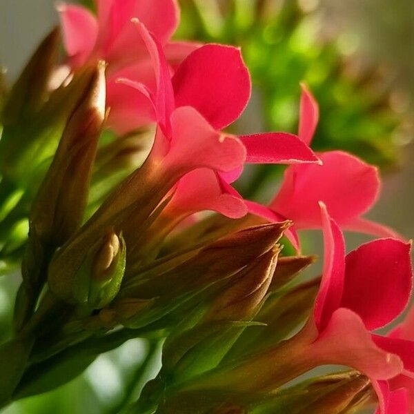 Kalanchoe crenata Flower