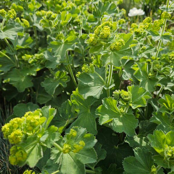 Alchemilla mollis Plante entière