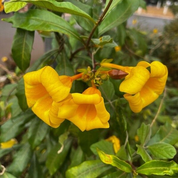 Allamanda cathartica Flor