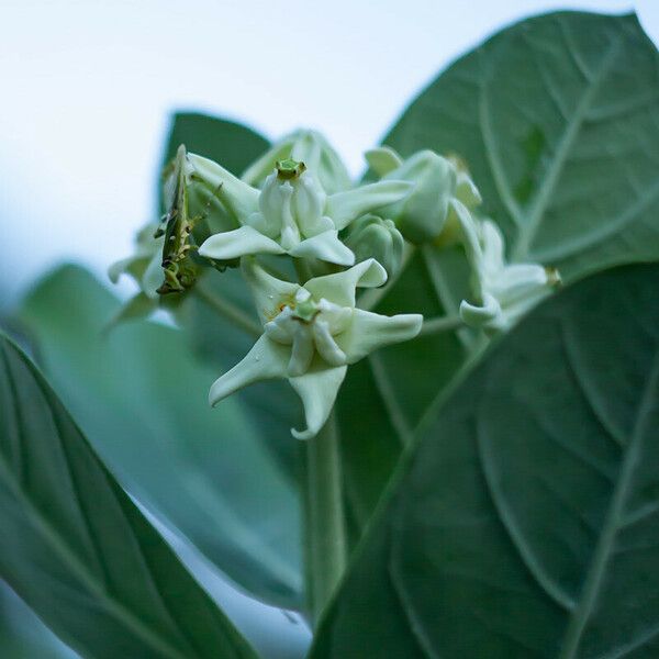 Calotropis gigantea Floare