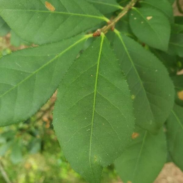 Euonymus alatus List