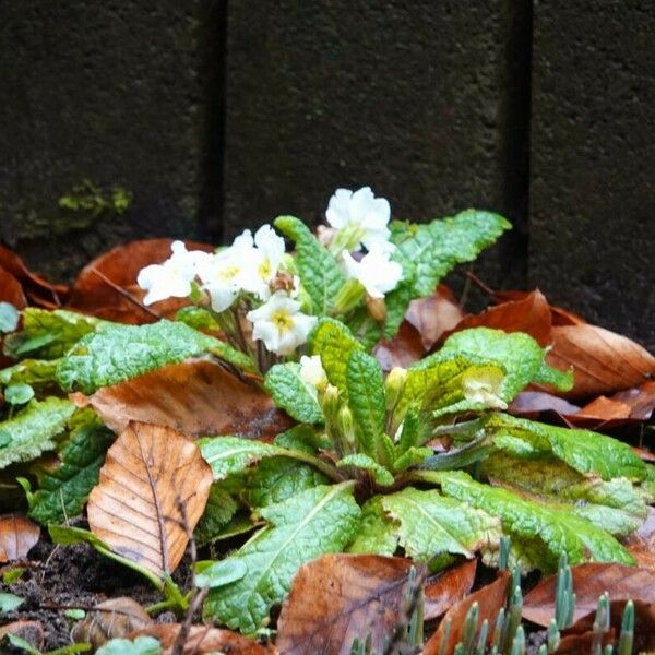 Primula vulgaris 葉