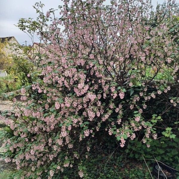 Ribes sanguineum Habitus