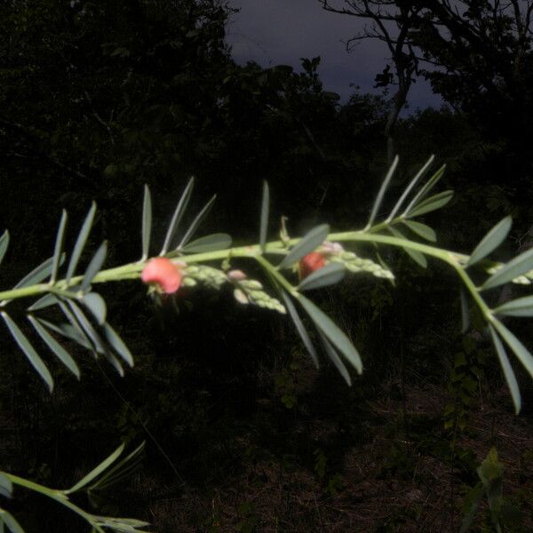 Indigofera lespedezioides Fruit