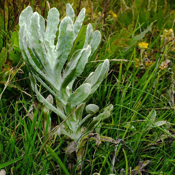 Helichrysum arenarium Hostoa