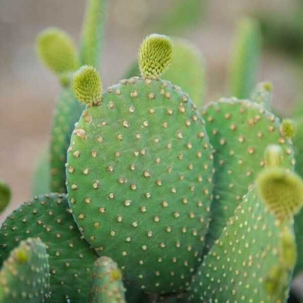 Opuntia microdasys Лист