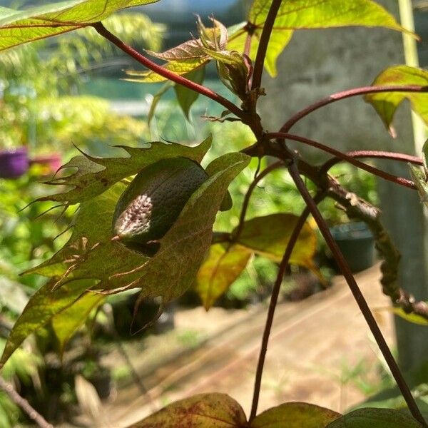 Gossypium barbadense Hoja