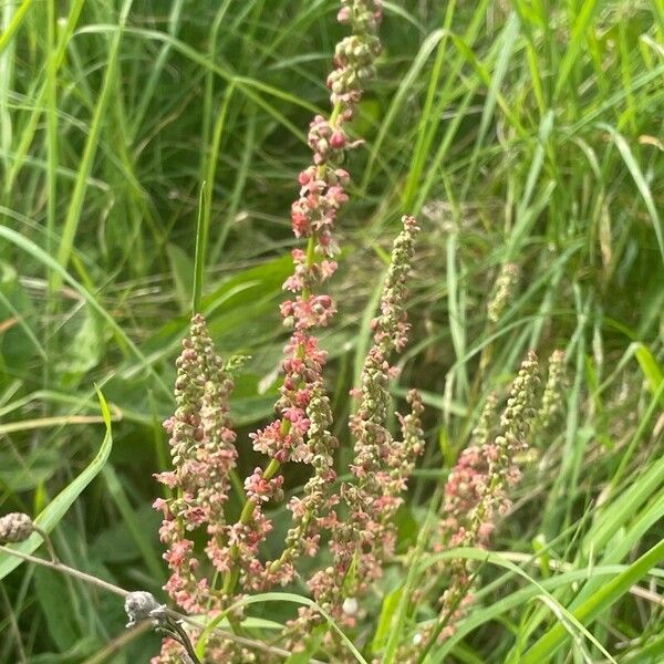 Rumex acetosa 花