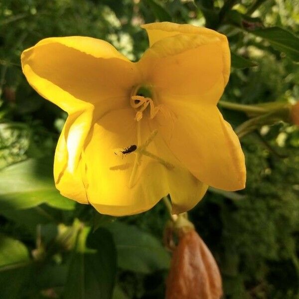 Oenothera glazioviana Fiore