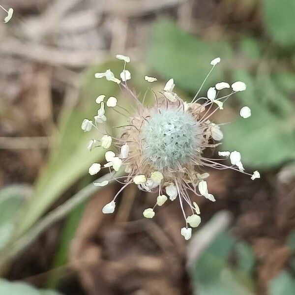 Plantago lagopus Květ