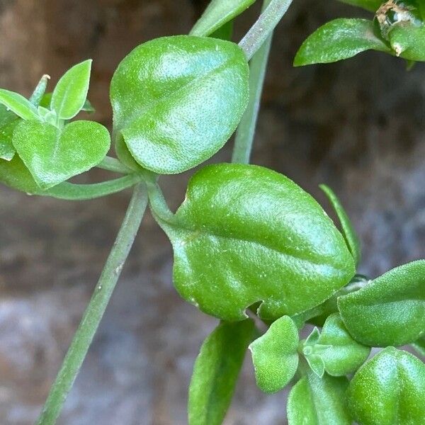 Aptenia cordifolia Lapas