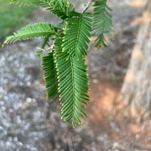 Metasequoia glyptostroboides Fuelha