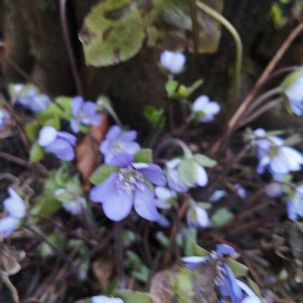 Hepatica nobilis Flower