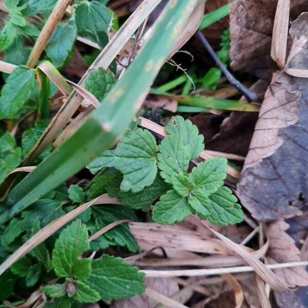 Veronica chamaedrys Leaf