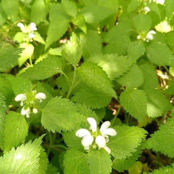 Lamium flexuosum Floro