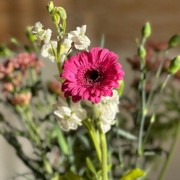 Gerbera spp. Virág