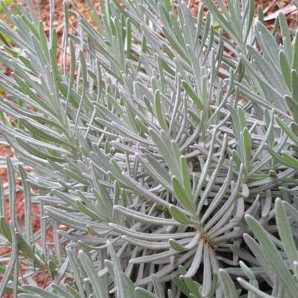 Lavandula latifolia പുഷ്പം