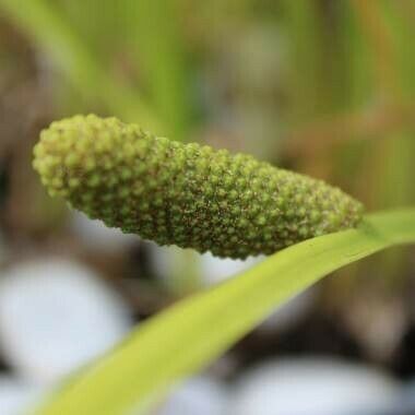 Acorus calamus Fleur