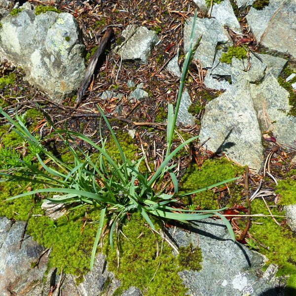 Poa alpina Leaf