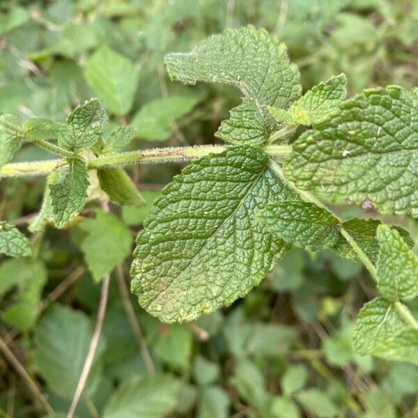 Mentha suaveolens List