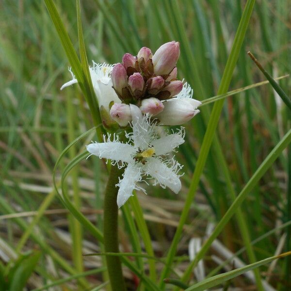 Menyanthes trifoliata Blüte