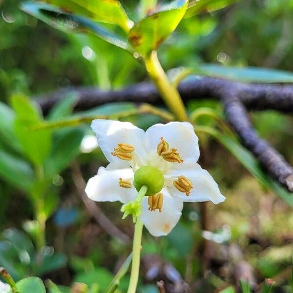 Moneses uniflora Flower