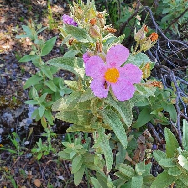 Cistus crispus फूल