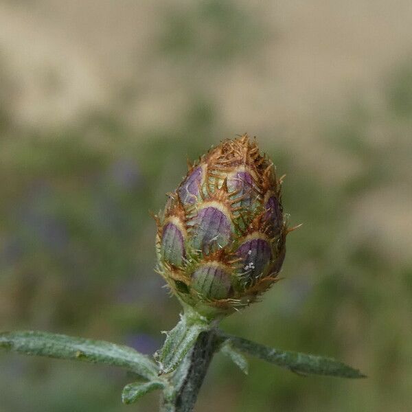 Centaurea paniculata Цветок