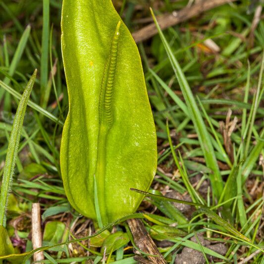 Ophioglossum vulgatum Leaf