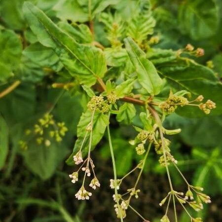 Boerhavia erecta Flor