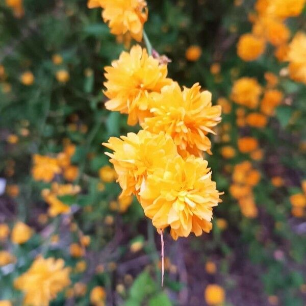 Kerria japonica Blomst