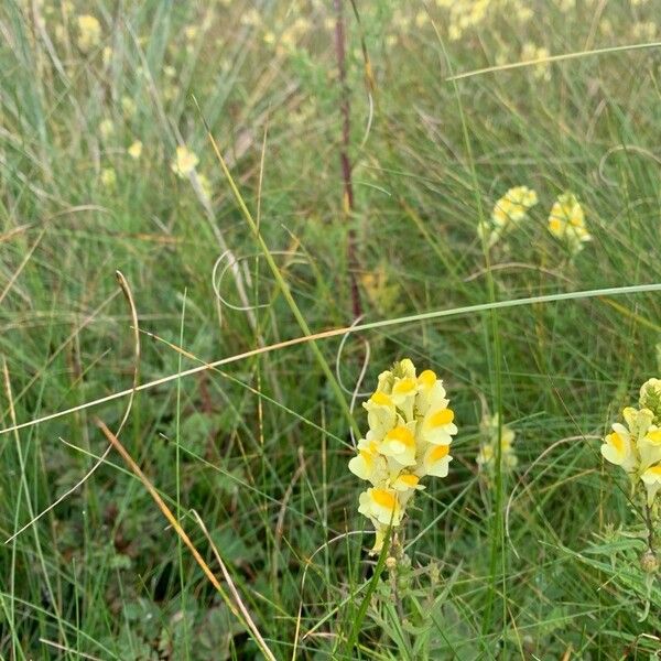 Linaria angustissima Flower