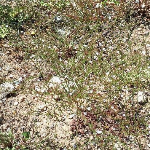 Limonium echioides Flower