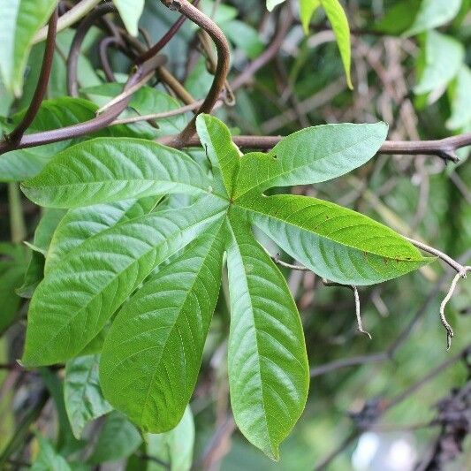 Merremia tuberosa 叶