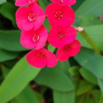 Euphorbia milii Bloem