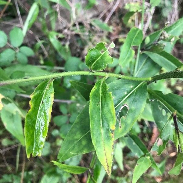 Hesperis matronalis 葉